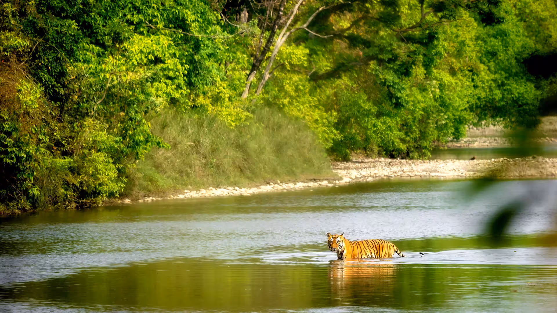Bardiya National Park